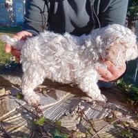 Lagotto romagnolo