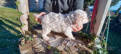 Lagotto romagnolo