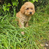 Minnie cucciola di barboncino toy