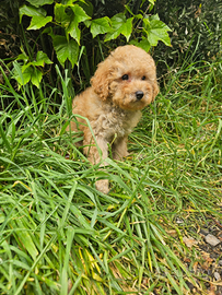 Minnie cucciola di barboncino toy