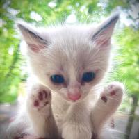 Gattini Ragdoll - Cuccioli Maschi