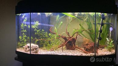 acquario 100L