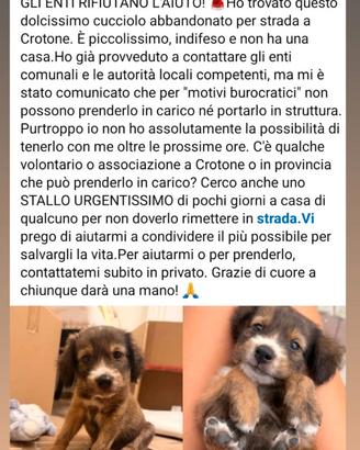 Cucciolo cane