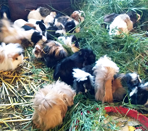 Porcellini d'india o cavie