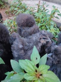 Pulcini di gallina moroseta