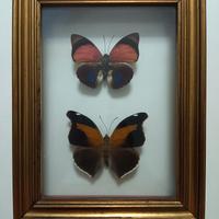 Farfalle tassidermizzate in cornice vintage