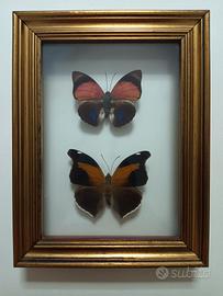 Farfalle tassidermizzate in cornice vintage