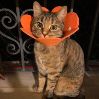 Modena adotta un gatto ?