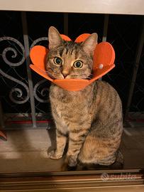 Modena adotta un gatto ?