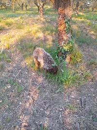 Lagotto Romagnolo da tartufo con pedigree