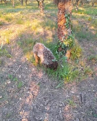 Lagotto Romagnolo da tartufo con pedigree
