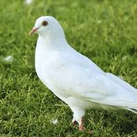 Colombi bianchi e grigi per cerimonie o compagnia