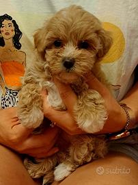Cuccioli di maltipoo a torino