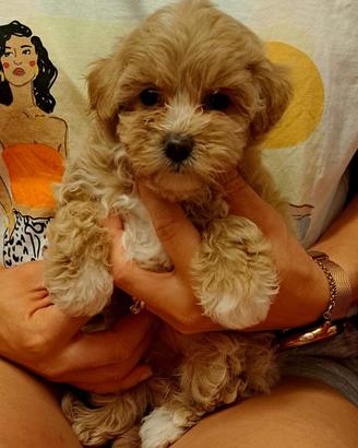 Cuccioli di maltipoo a torino