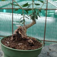 prebonsai di olivastro 