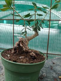 prebonsai di olivastro 