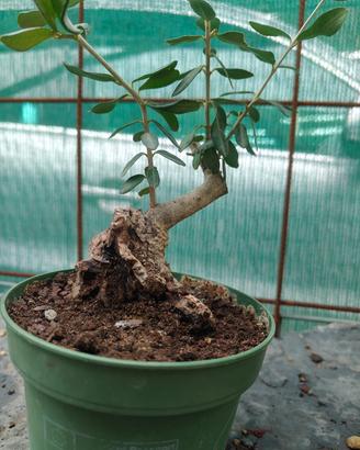 prebonsai di olivastro 