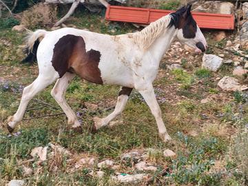 Puledro Paint