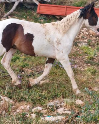 Puledro Paint
