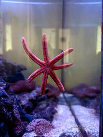 Pesci per acquario Marino