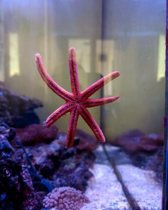 Pesci per acquario Marino