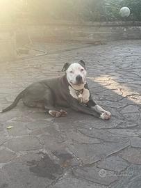 Amstaff per monta