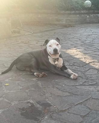 Amstaff per monta