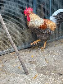 Gallo legbar