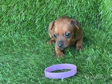 Pinscher