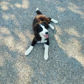 Border collie femmina