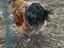 Immagine 2