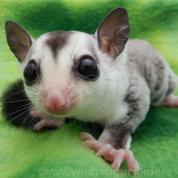 Baby Petauro White Face