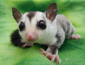 Baby Petauro White Face