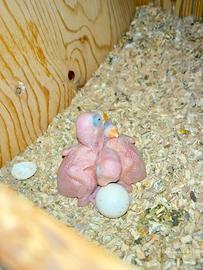 Parrocchetto dal collare