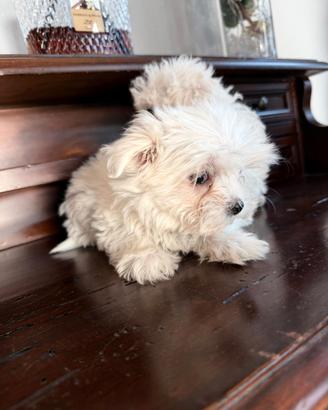 Maltese mini toy