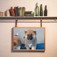 Shiba inu