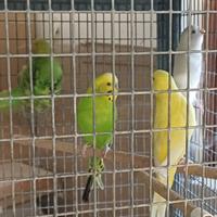 Cocoriti vari colori