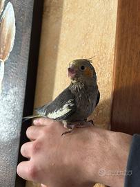 Calopsite allevata a mano