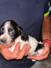 Breton cuccioli