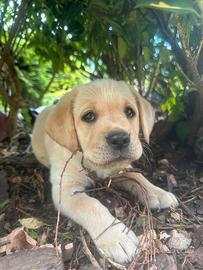 labrador retriver.