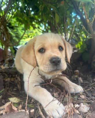 labrador retriver.