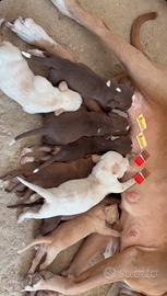 Pitbull