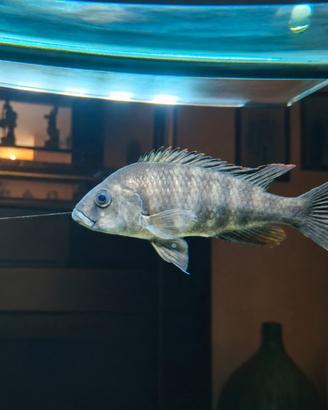 Ciclide africano