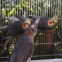 Pappagalli coppie e singoli varie specie ADULTI