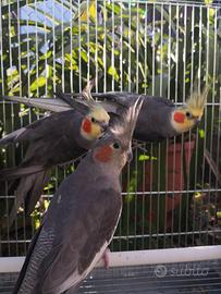 Pappagalli coppie e singoli varie specie ADULTI