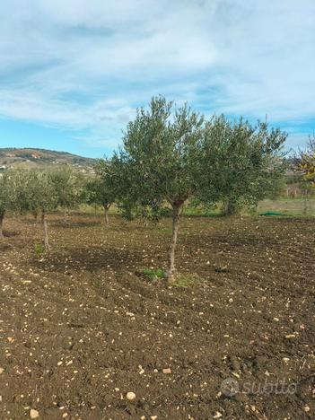 Uliveto zona Lenzi di 1940mq