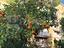 Immagine 24