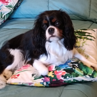 Maschio di cavalier king espaniel