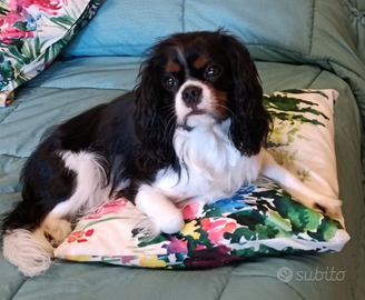 Maschio di cavalier king espaniel