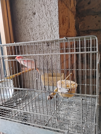 Coppia canarini mosaici rossi anno 2025